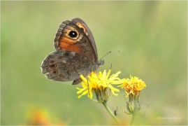 <p>OKÁČ JEČMÍNKOVÝ (Lasiommata maera) Slovensko - Vysoké Tatry ---- /Large wall brown - Braunauge/</p>
